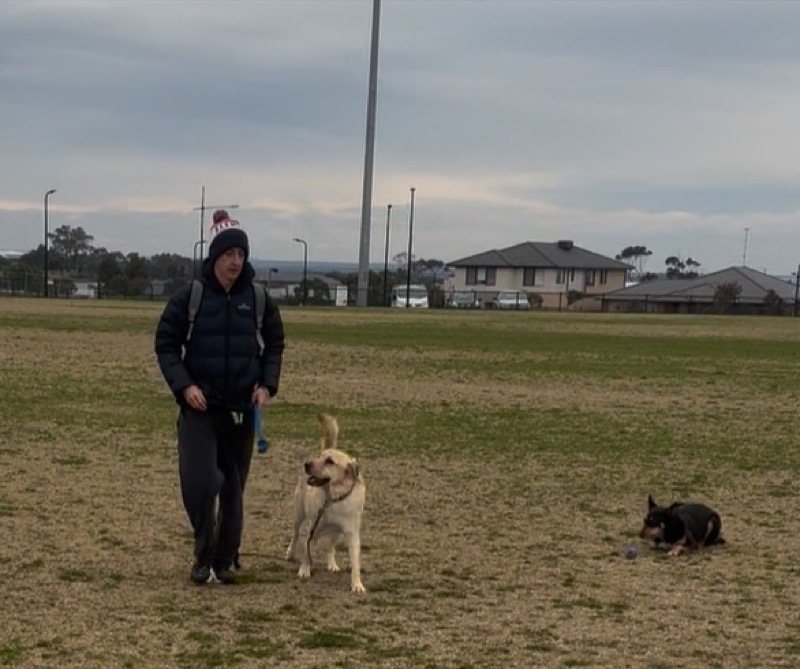 Cam walking with a Labrador and a Kelpie at the park