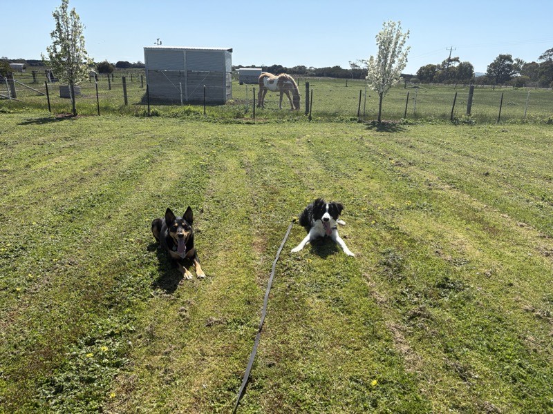 Two dogs holding a perfect down stay side by side during training