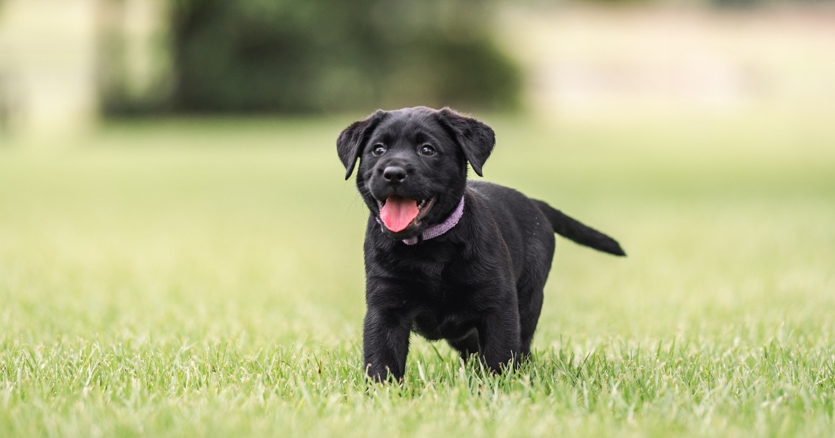 6-Week Puppy Training Course