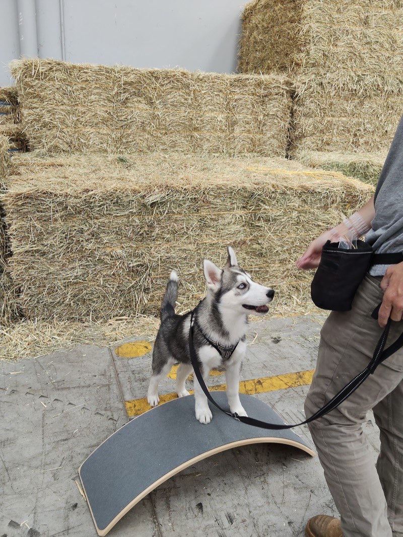 Recall & Advanced Courses training session with The Surf Coast Dog Trainer