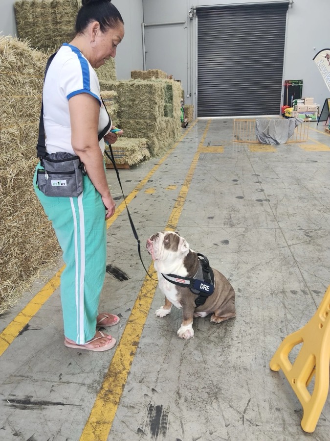 Group Drop-In Classes training session with The Surf Coast Dog Trainer