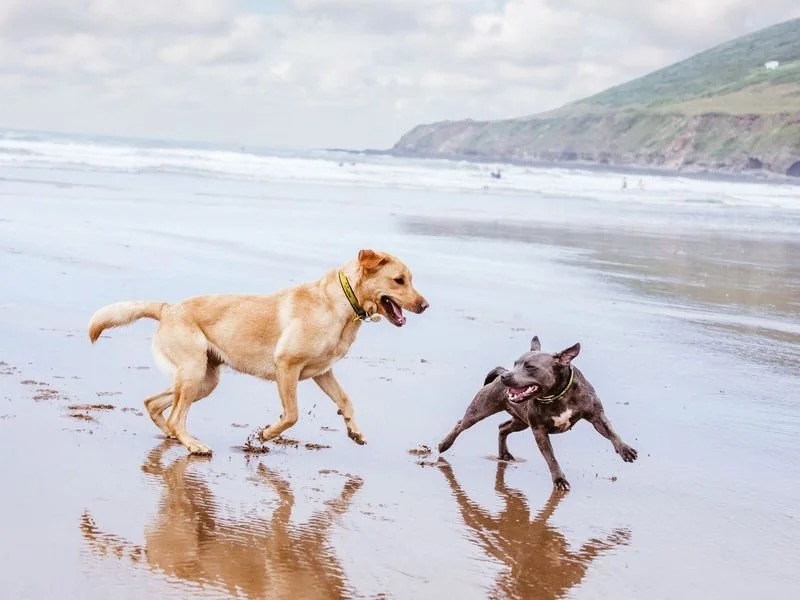 Group Drop-In Classes with The Surf Coast Dog Trainer