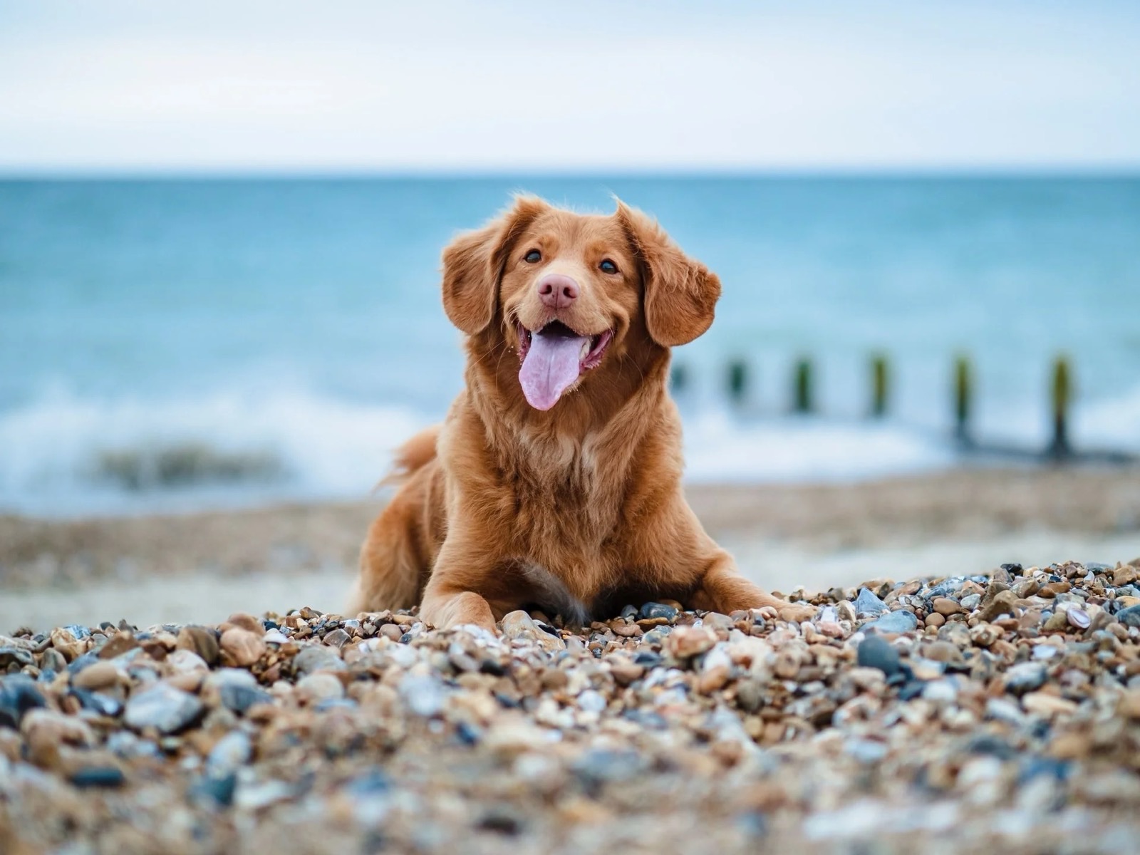 A dog sitting calmly on a pebble beach