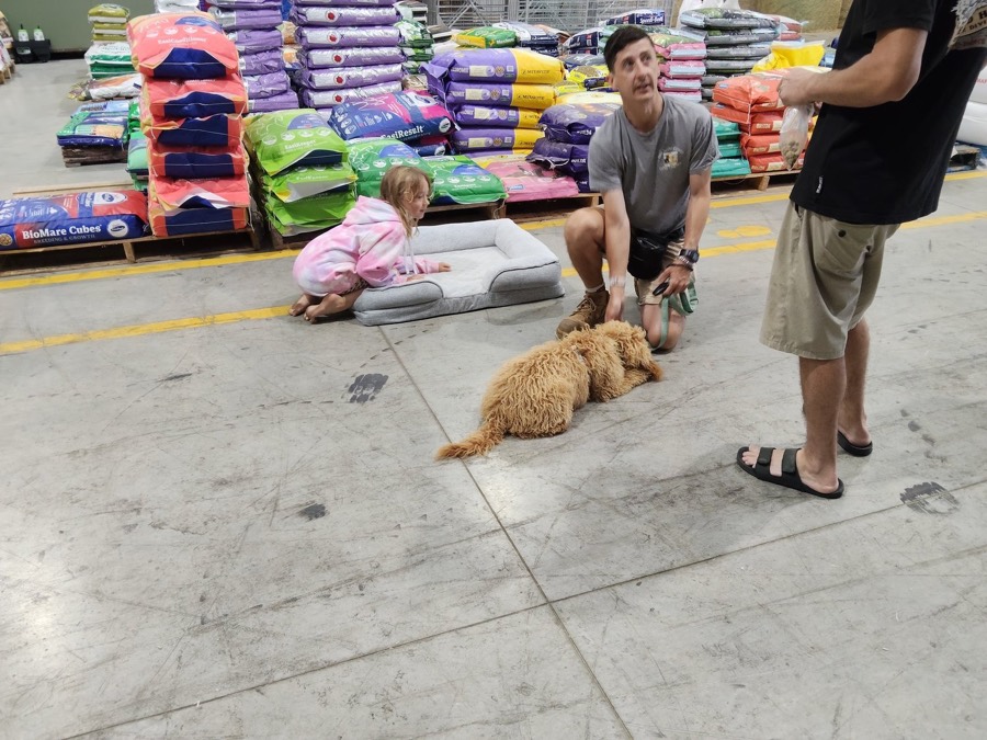 6-Week Puppy Training Course training session with The Surf Coast Dog Trainer