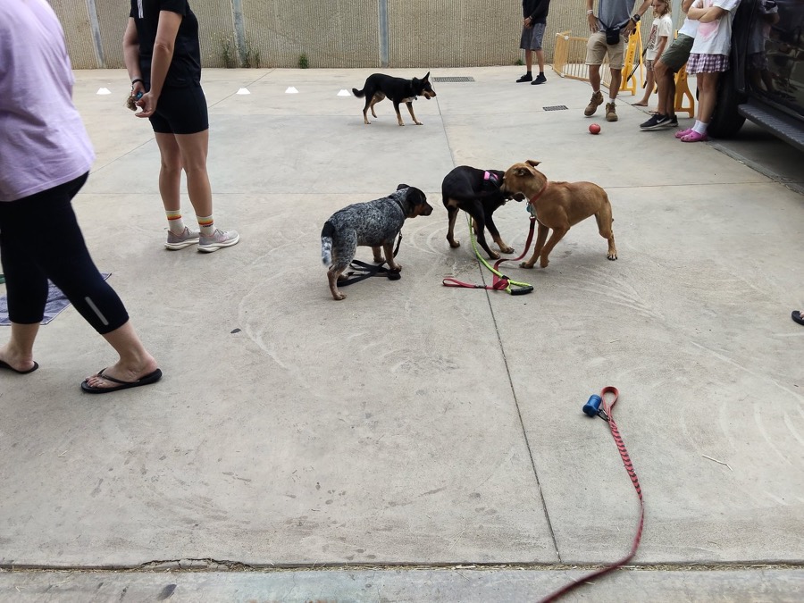 6-Week Puppy Training Course training session with The Surf Coast Dog Trainer