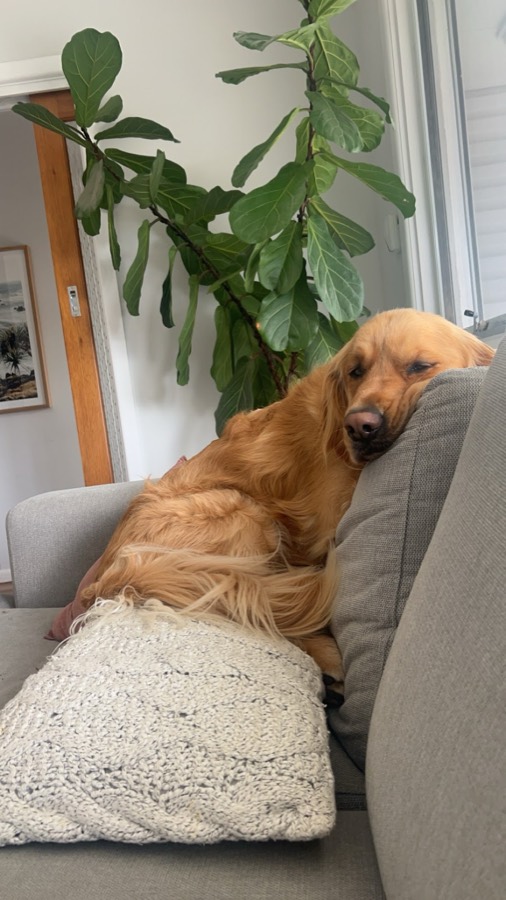 Barney, photographed by their owner