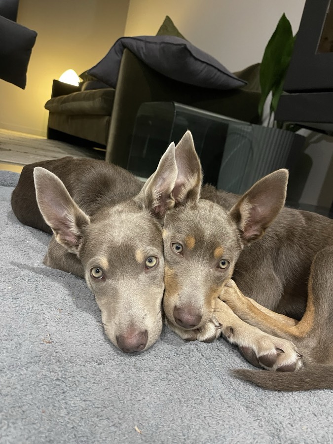 Miso & Saké, photographed by their owner
