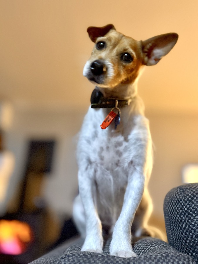 Scotty, photographed by their owner