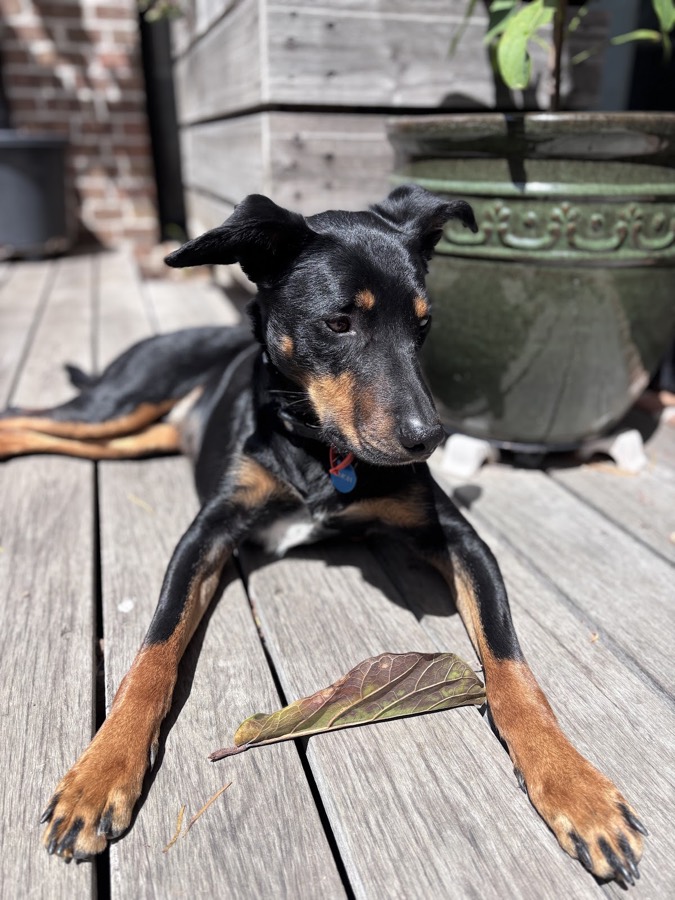 Simon, photographed by their owner